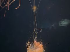 -太平洋海底世界