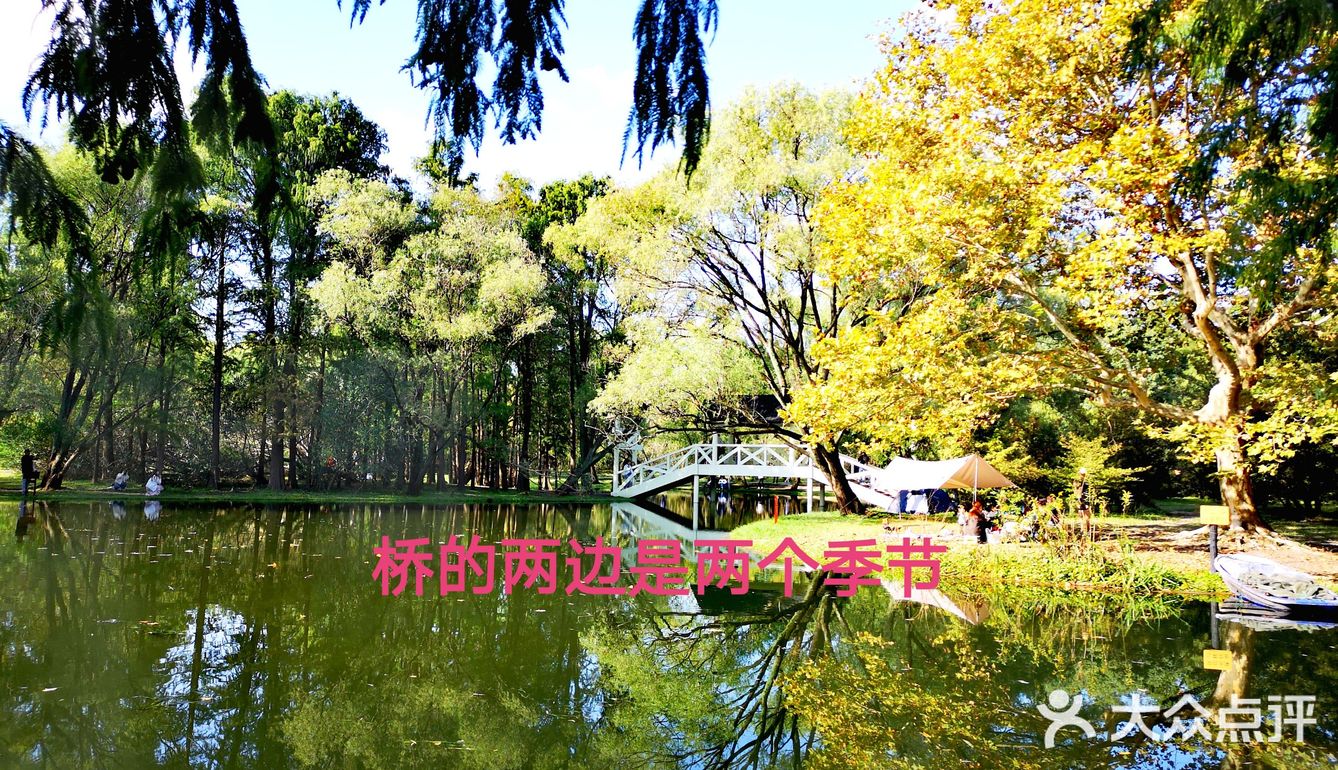 秋意未浓枫难红 千菊争艳百媚娇