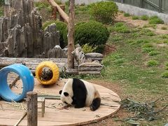 -大连森林动物园