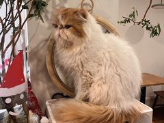 -有猫主题·治愈系猫咖(曾厝垵店)