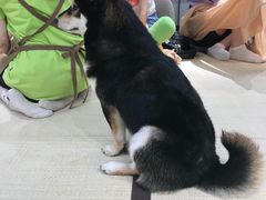 -逗柴咖啡屋·狗咖猫咖宠物桌游