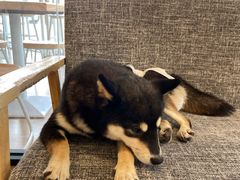 -南京Hallo宠物乐园·哈罗犬舍·柴犬繁育基地