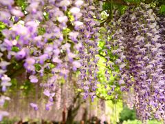 -嘉定紫藤园