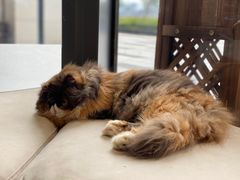 -瞄一喵猫咖(格力海岸店)