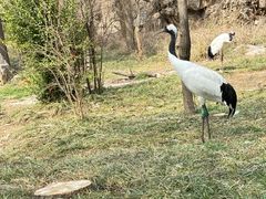 -石家庄市动物园