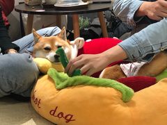-逗柴咖啡屋·狗咖猫咖宠物桌游