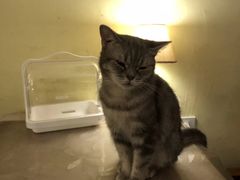 -猫色咖啡·猫咖