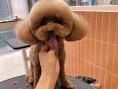 -爱宠屋pet shop·宠物洗澡·宠物美容