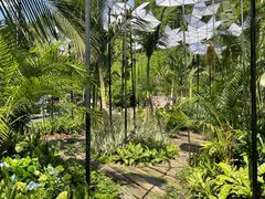 -深圳仙湖植物园