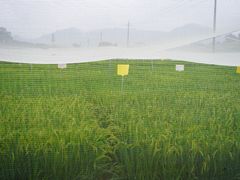 -光明小镇欢乐田园