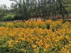 -大兴滨河森林公园