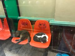 -猫咪博物馆(顶澳仔猫街店)