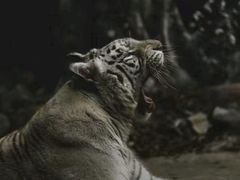 -灵玲国际马戏城