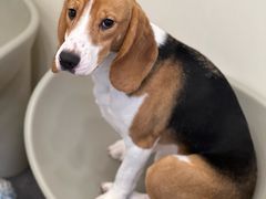 -有喵·猫咖·狗咖·40+猫狗有小奶狗(岗厦店)