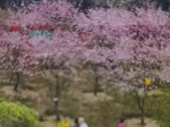 -桃花涧