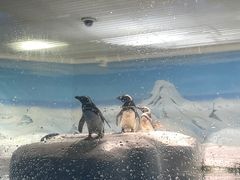 -上海海洋水族馆
