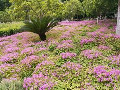 -杭州城北体育公园