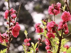 -桃花涧