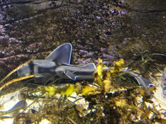 -悉尼海洋生物水族馆