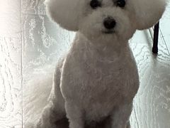 -PETKIT小佩宠物·低压洗护(国顺东路店)