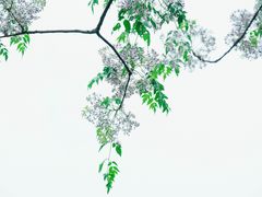 -月湖风景区