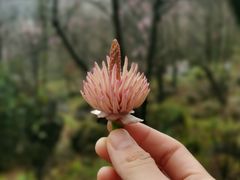 -九皇山景区