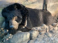 -北京动物园-畅观楼