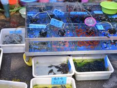 -清平路水族市场
