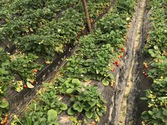 -胜丰草莓采摘园