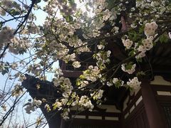 -西安青龙寺遗址景区