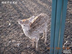 -北京麋鹿生态实验中心