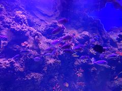 -芜湖新华联大白鲸海洋公园