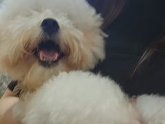 -鼎级派宠物(中南店)