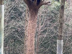 -都江堰中华大熊猫苑