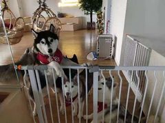 -Husky Go! 哈士奇体验馆·宠物咖啡厅狗咖