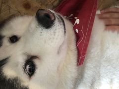 -Husky Go! 哈士奇体验馆·宠物咖啡厅狗咖