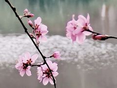 -重庆彩云湖湿地公园