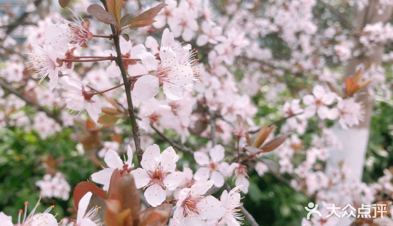 🌸樱花都开好了🌸