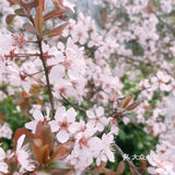 🌸樱花都开好了🌸