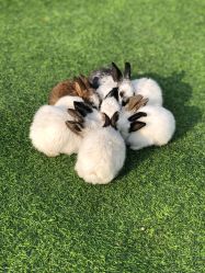 -萌宠亲子动物乐园(槐房万达店)