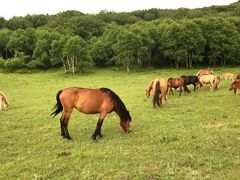 -塞罕坝国家级自然保护区