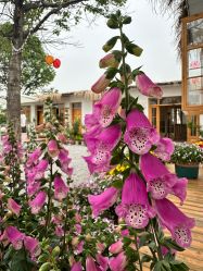 -DORA kids 朵拉儿童摄影花园店