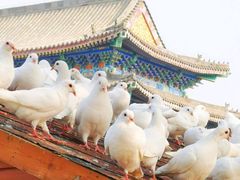 -天津妈祖文化园