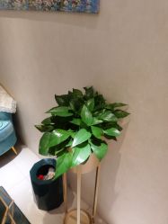 -薇兰专业脱毛连锁机构