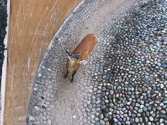 -野象谷景区