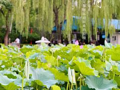 -团结湖公园