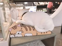 -有猫主题·治愈系猫咖(曾厝垵店)