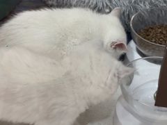 -糯米喵星人总部直营旗舰店·猫舍·幼猫出售