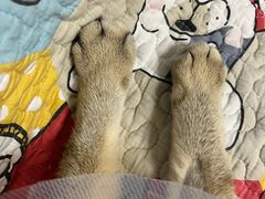 -美联众合动物医院·24h转诊中心