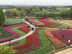 -杭州湾海上花田景区